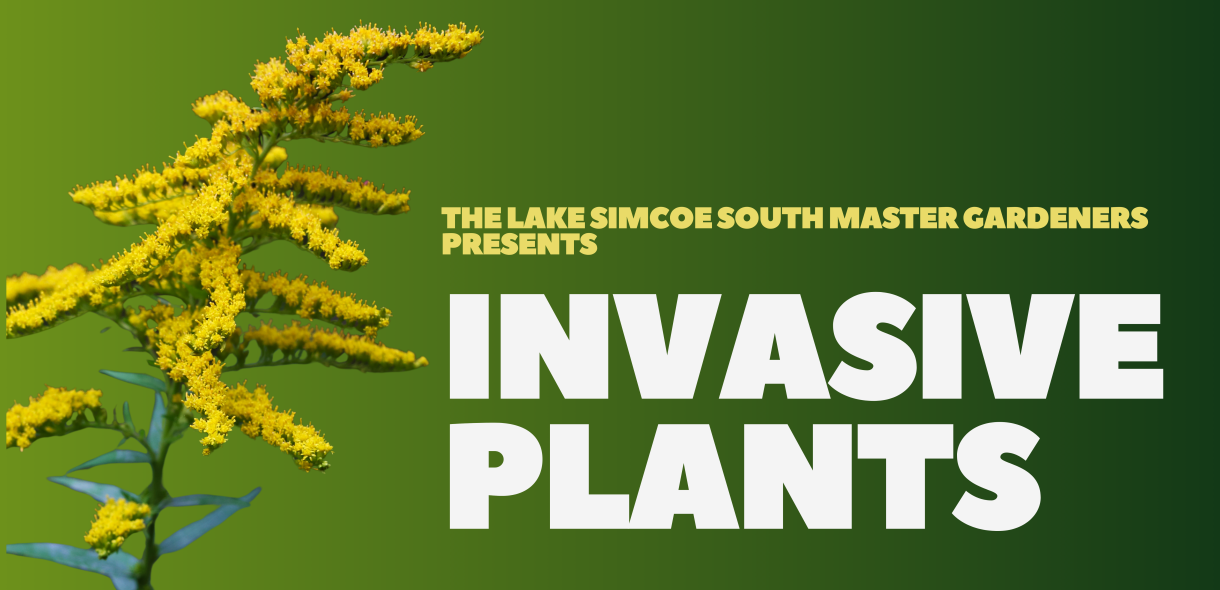 Invasive Plants