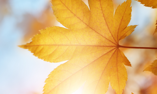 September-October 2025 Newsletter