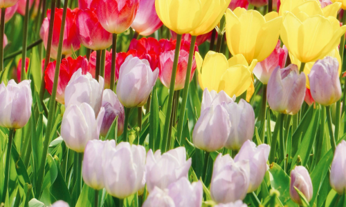 May-June 2026 Newsletter
