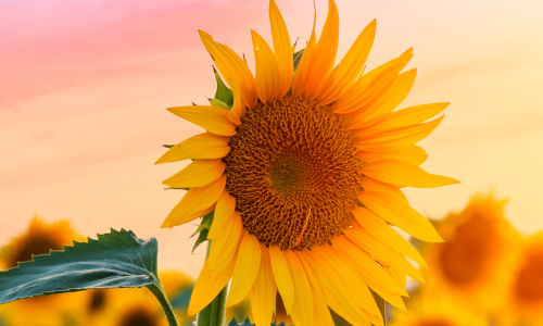 September-October 2026 Newsletter